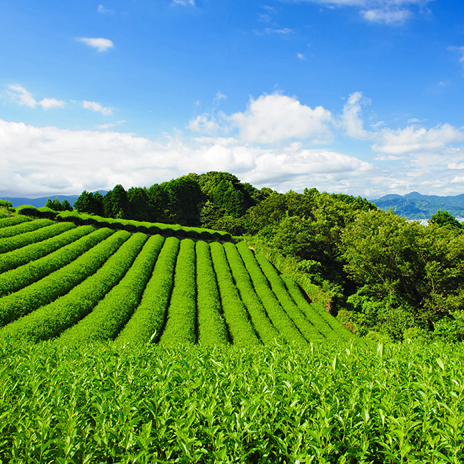 静岡銘茶 香雅伝承 No.100